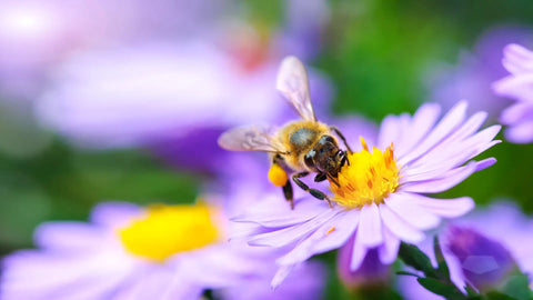 Exploring the Science-Backed Benefits of Bee Propolis: A Natural Immune Support Solution Nutrality