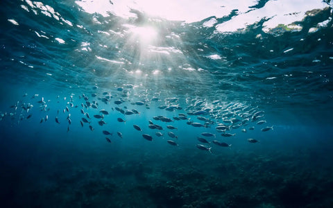 Unveiling the Power of Marine Collagen Peptides: Enhancing Skin, Joint and Muscle Health Nutrality
